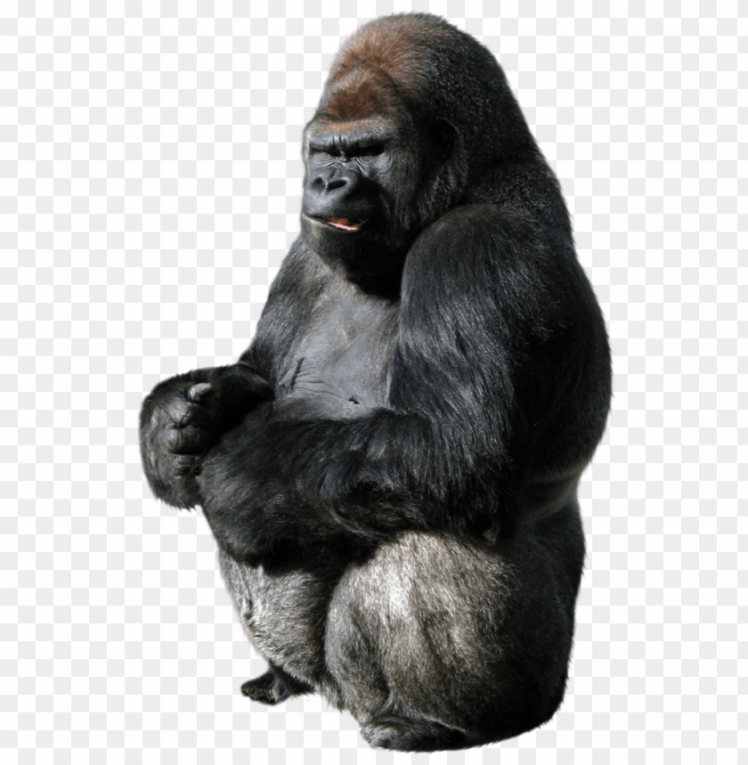 Detail Gorilla Transparent Background Nomer 14