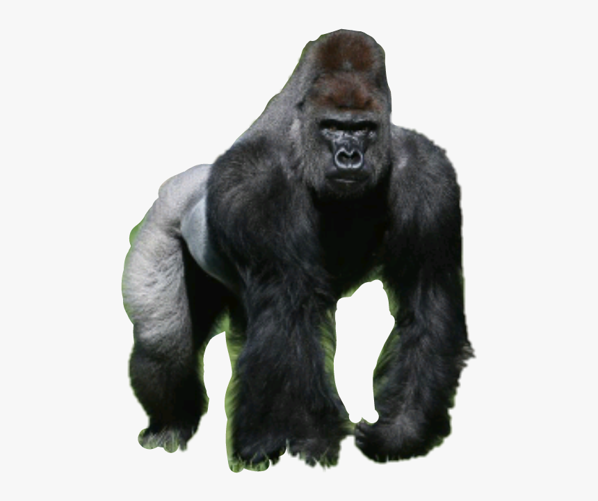 Detail Gorilla Transparent Background Nomer 15