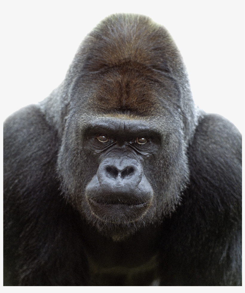 Detail Gorilla Transparent Background Nomer 17