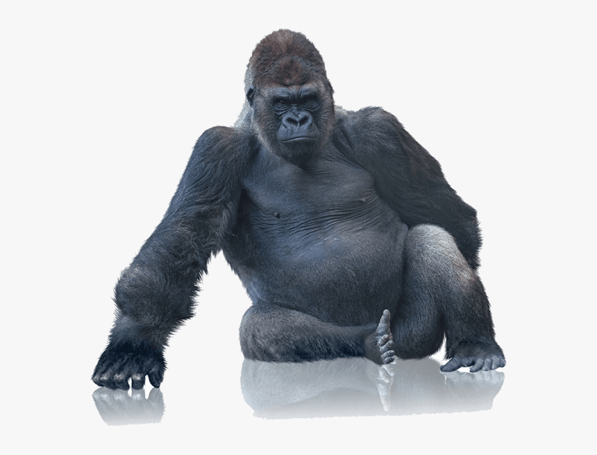 Detail Gorilla Transparent Background Nomer 18