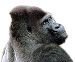 Detail Gorilla Transparent Background Nomer 24