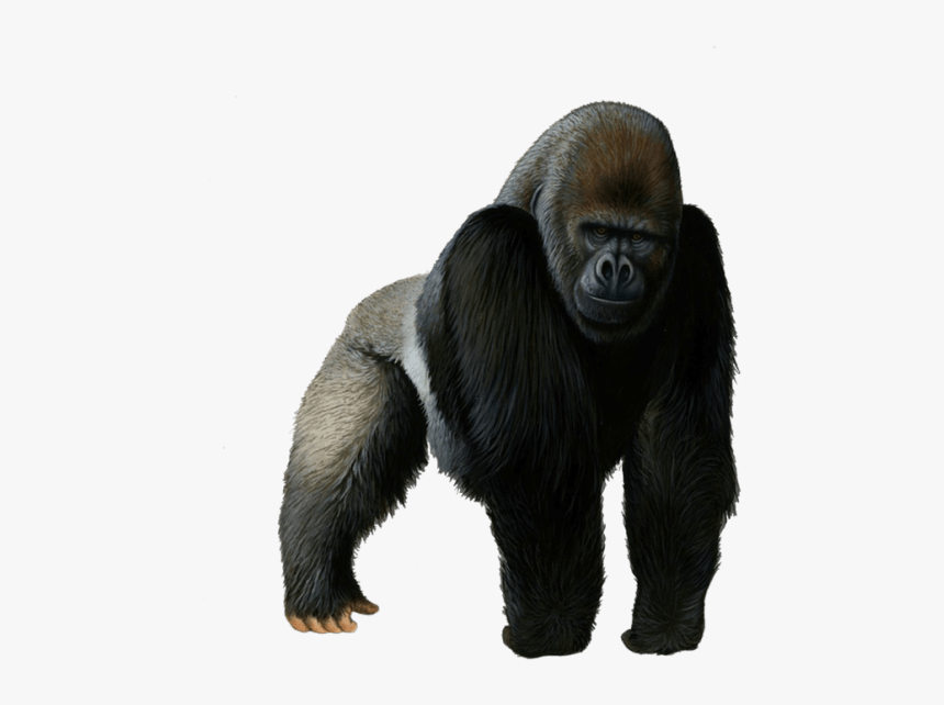 Detail Gorilla Transparent Background Nomer 4