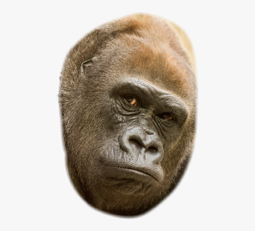 Download Gorilla Transparent Background Nomer 26