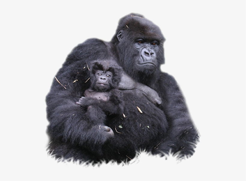 Detail Gorilla Transparent Background Nomer 38