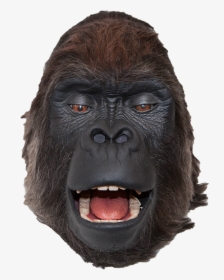 Detail Gorilla Transparent Background Nomer 39