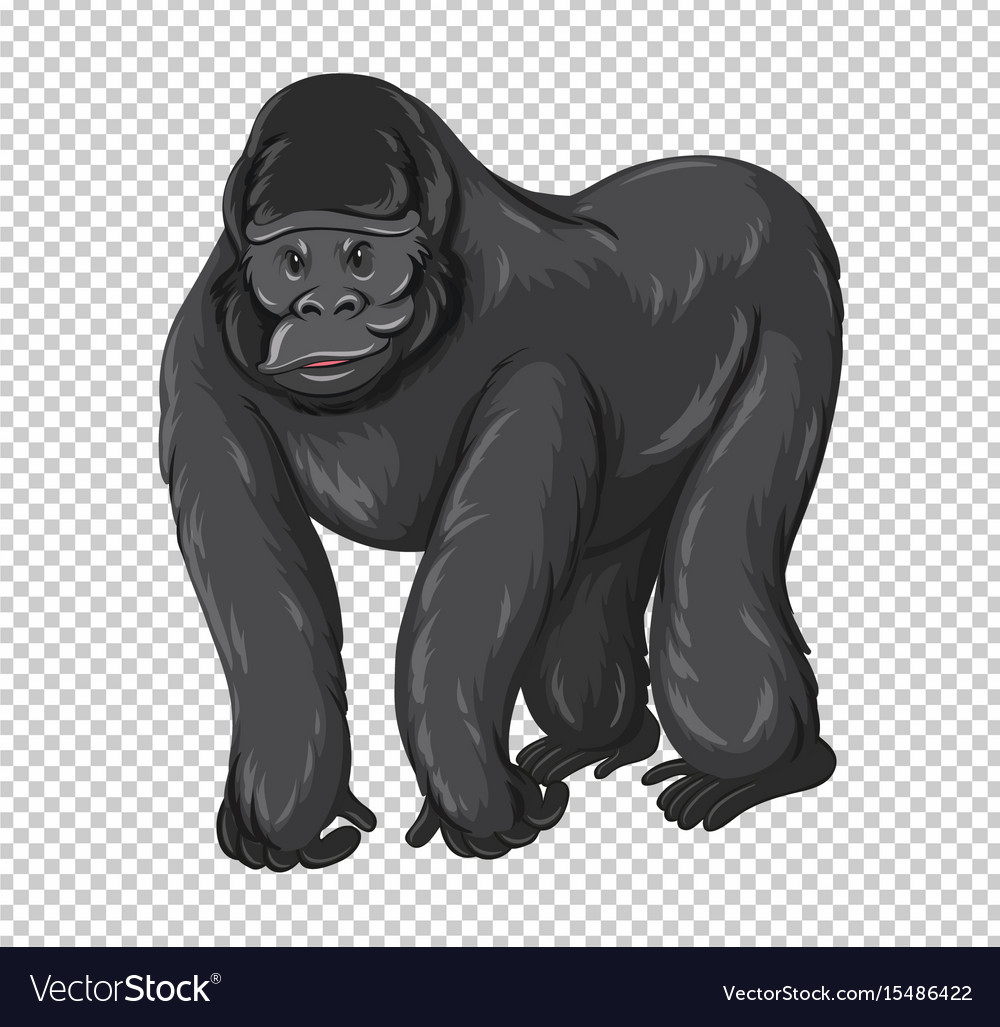 Detail Gorilla Transparent Background Nomer 47