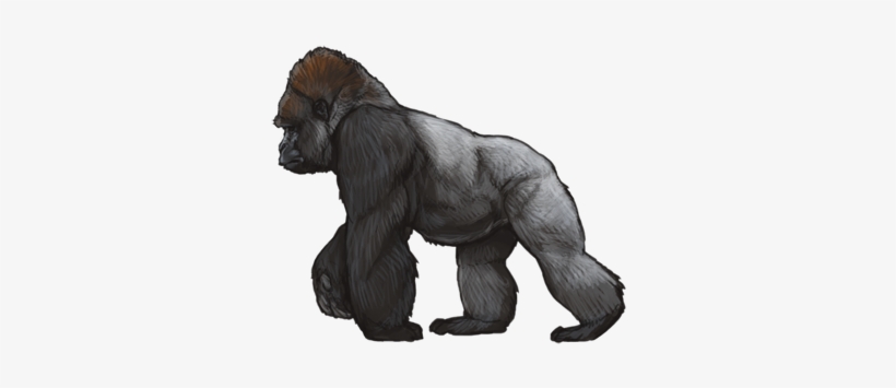 Detail Gorilla Transparent Background Nomer 51