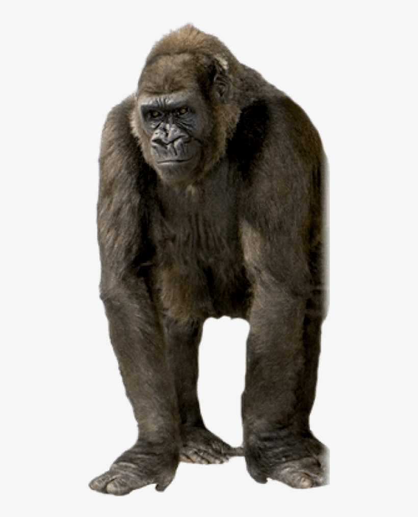 Detail Gorilla Transparent Background Nomer 8