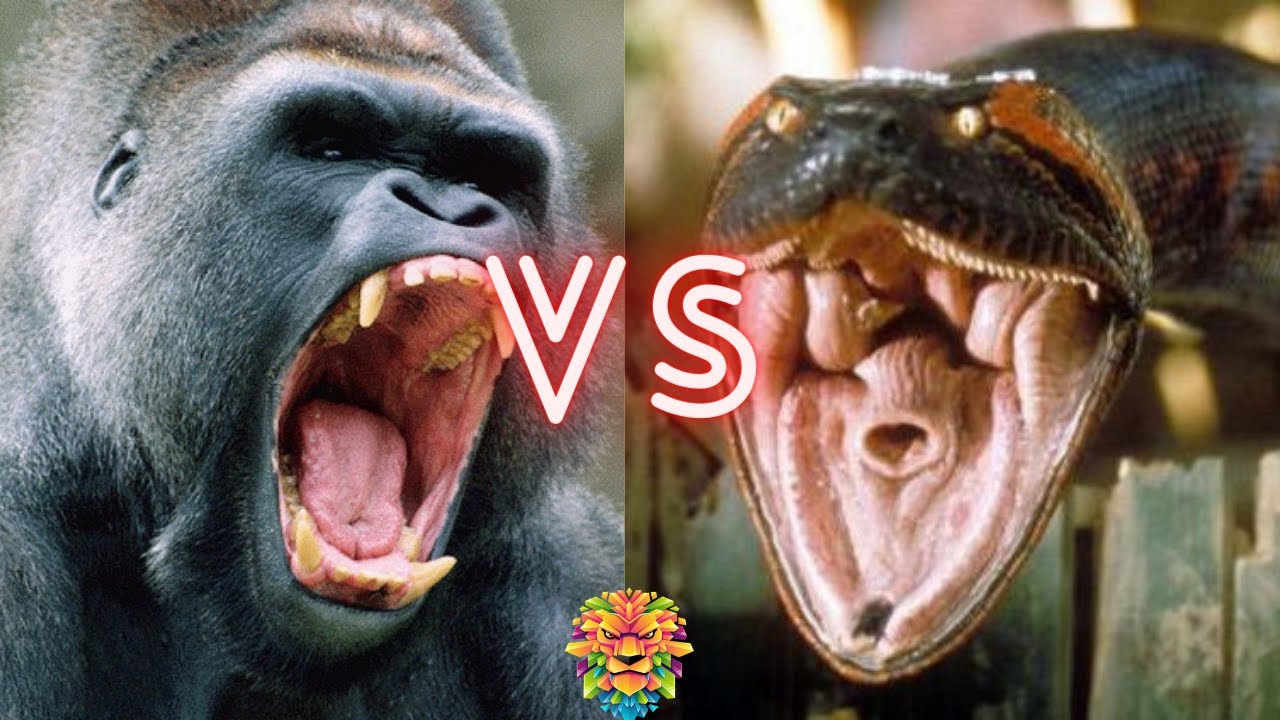 Detail Gorilla Vs Anaconda Nomer 2