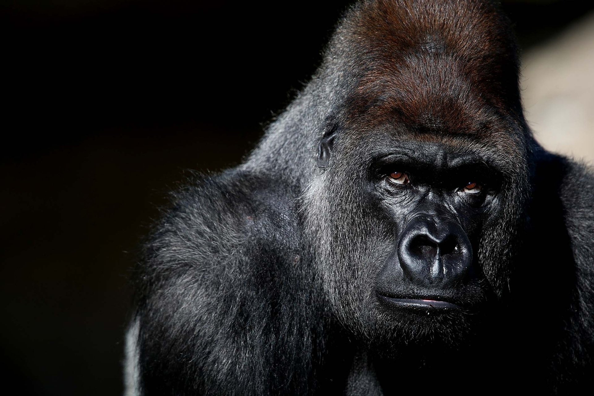 Detail Gorilla Wallpaper Hd Nomer 2