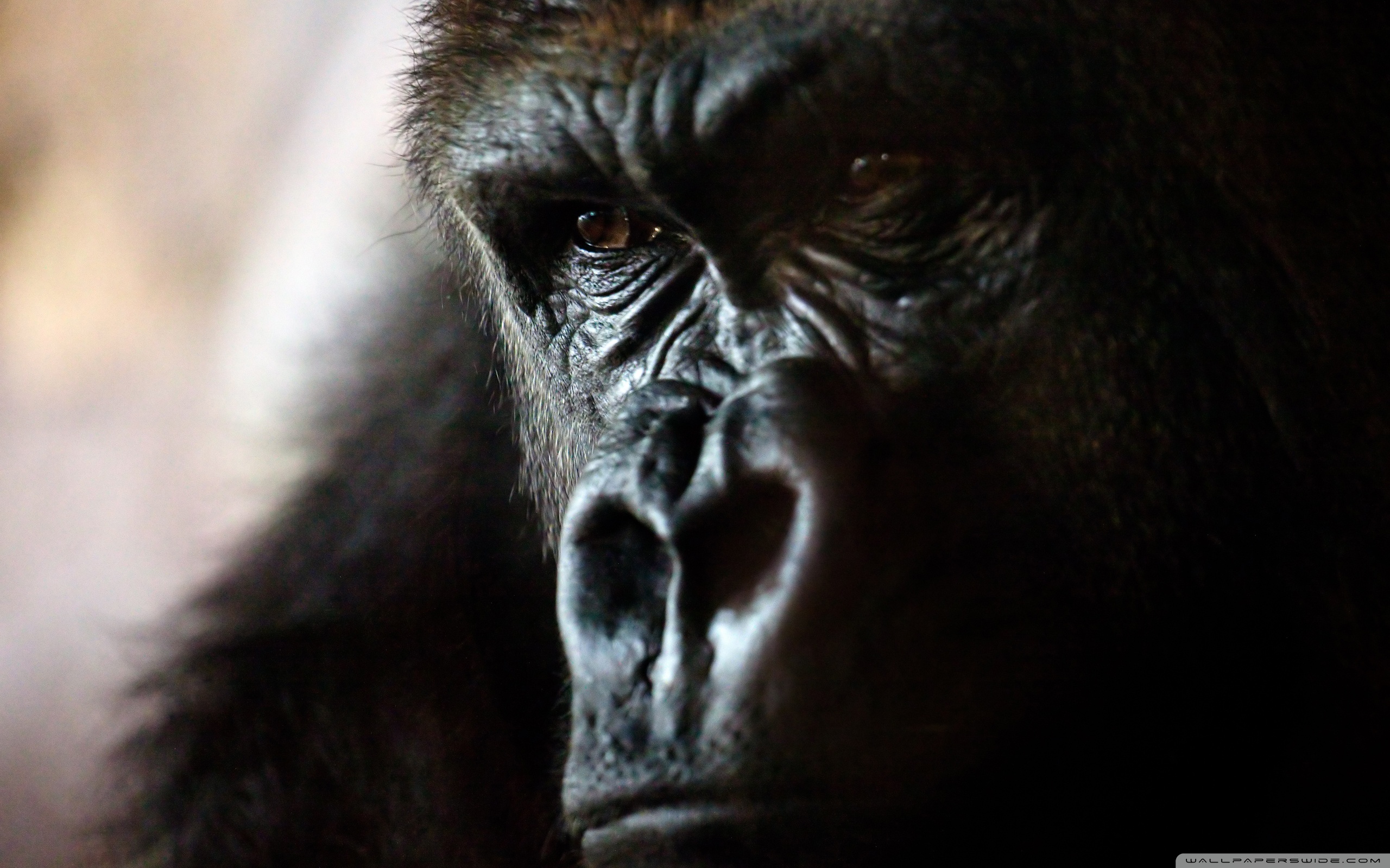 Detail Gorilla Wallpaper Hd Nomer 11