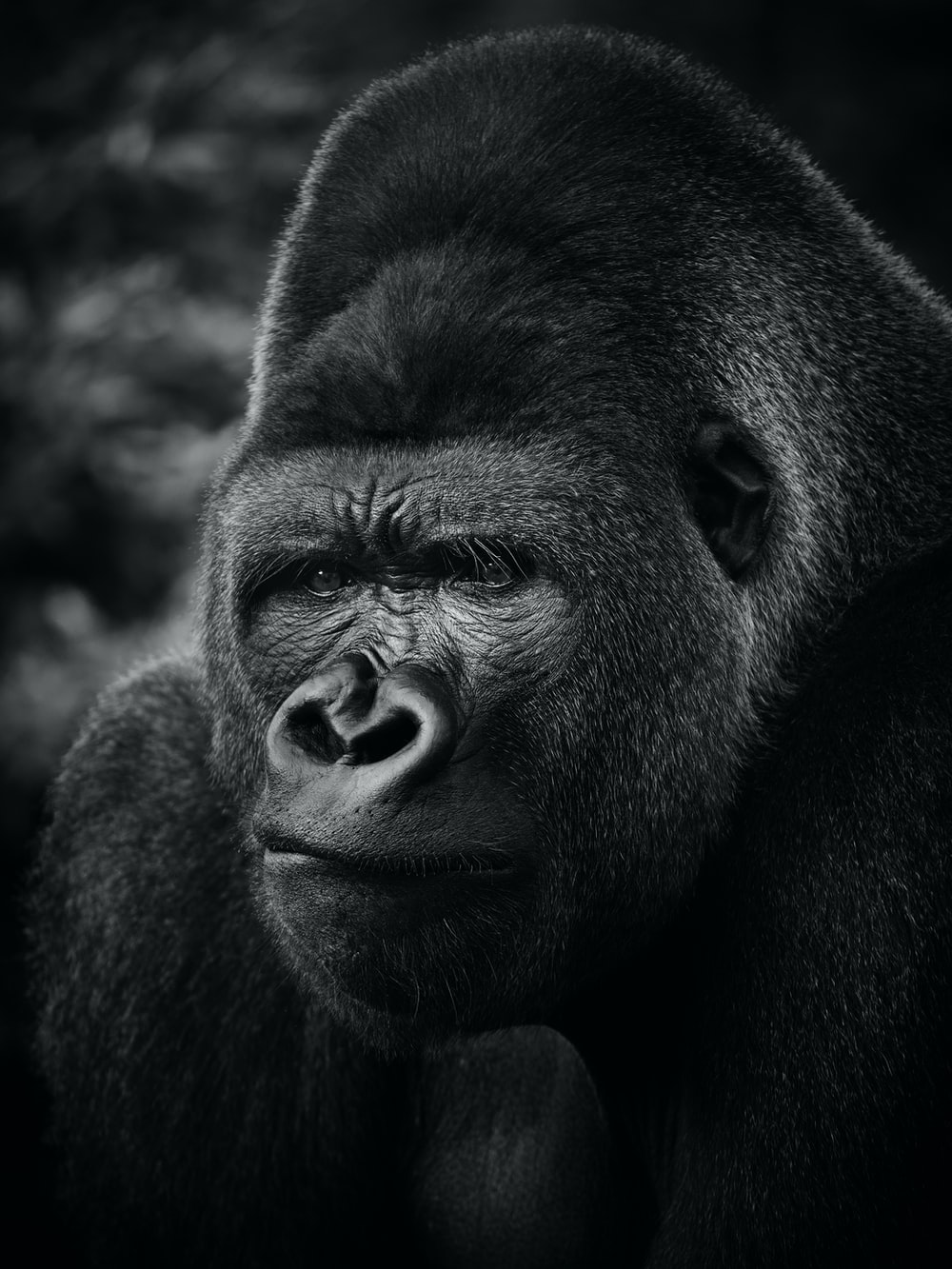 Detail Gorilla Wallpaper Hd Nomer 13