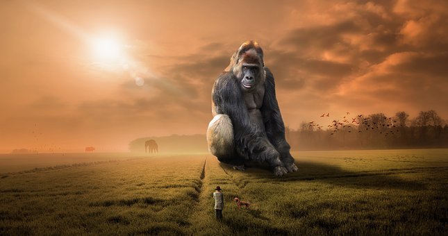 Download Gorilla Wallpaper Hd Nomer 15