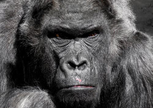 Detail Gorilla Wallpaper Hd Nomer 18