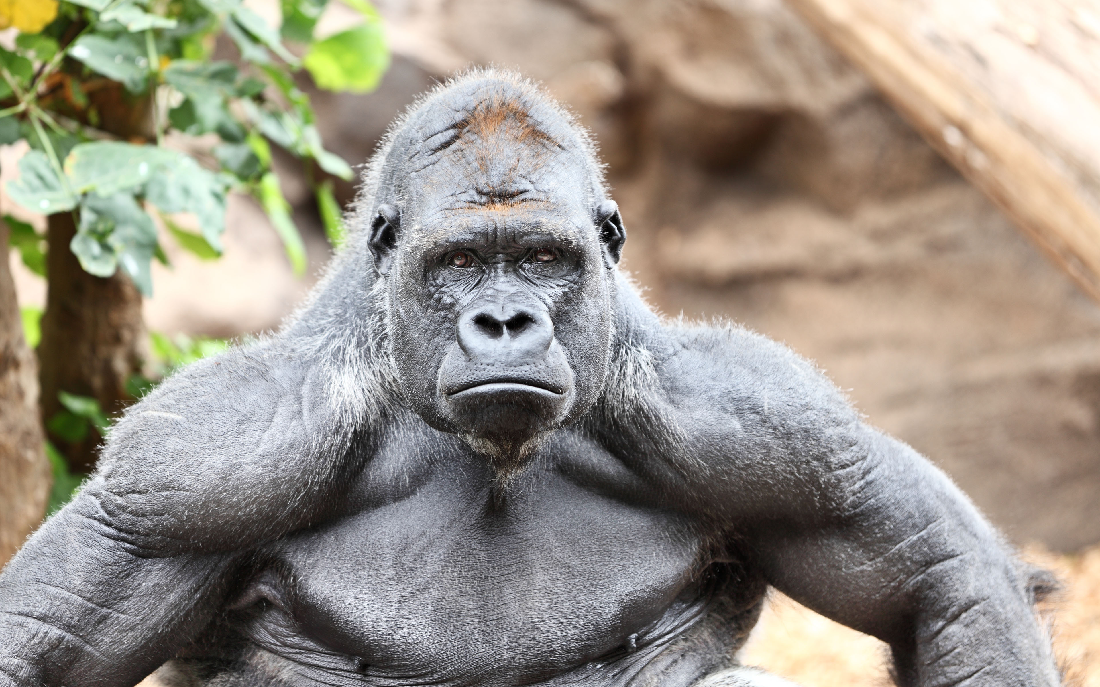 Detail Gorilla Wallpaper Hd Nomer 22