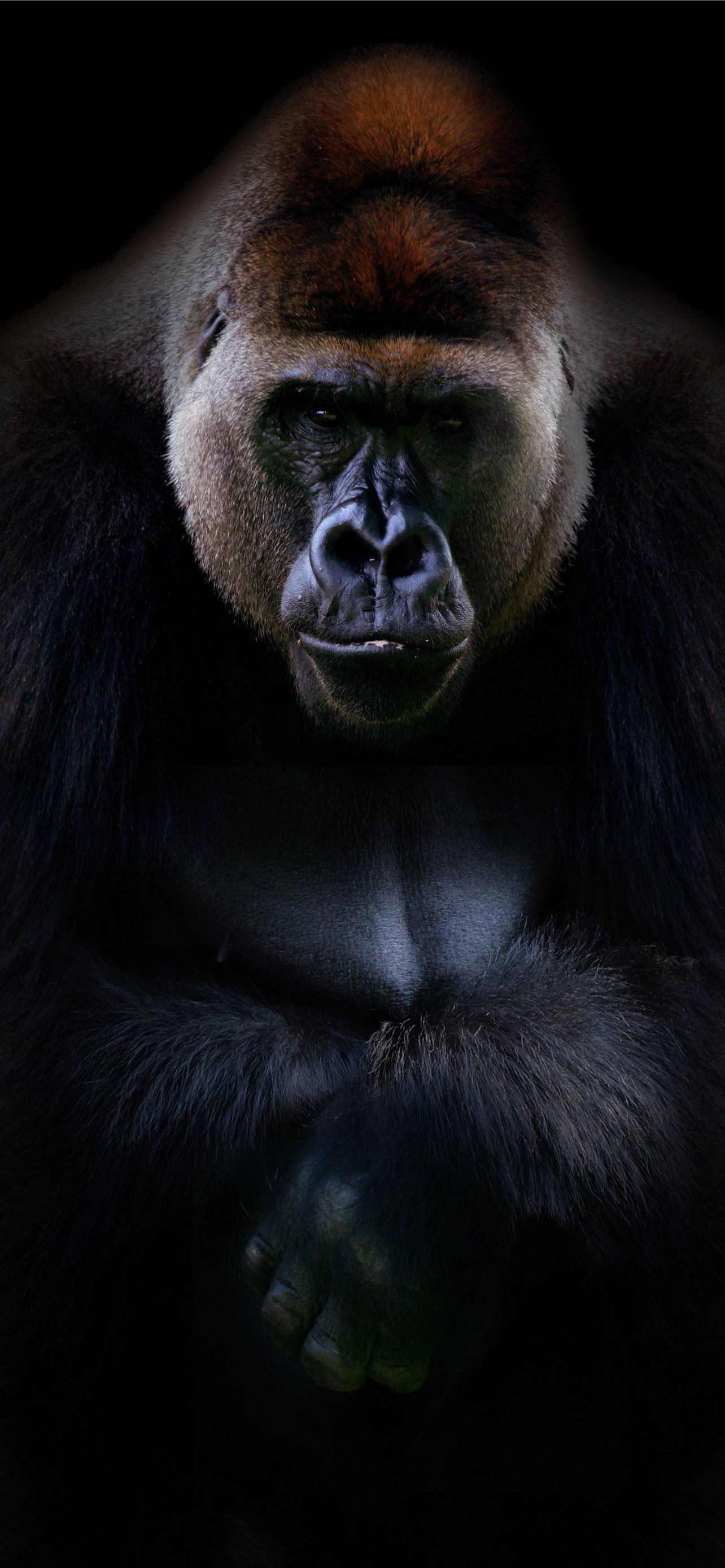 Detail Gorilla Wallpaper Hd Nomer 27