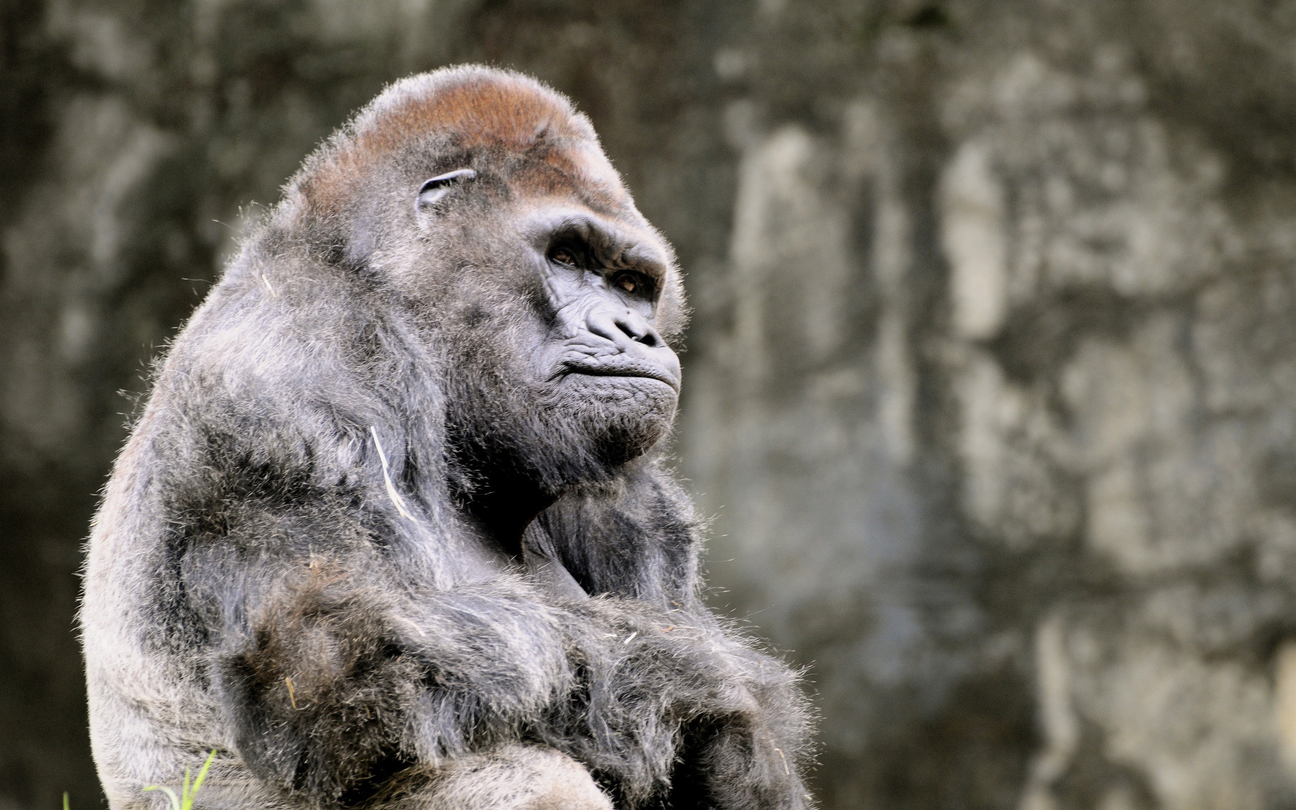 Detail Gorilla Wallpaper Hd Nomer 29