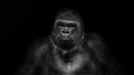 Download Gorilla Wallpaper Hd Nomer 36