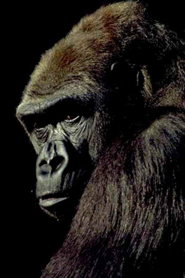 Detail Gorilla Wallpaper Hd Nomer 40