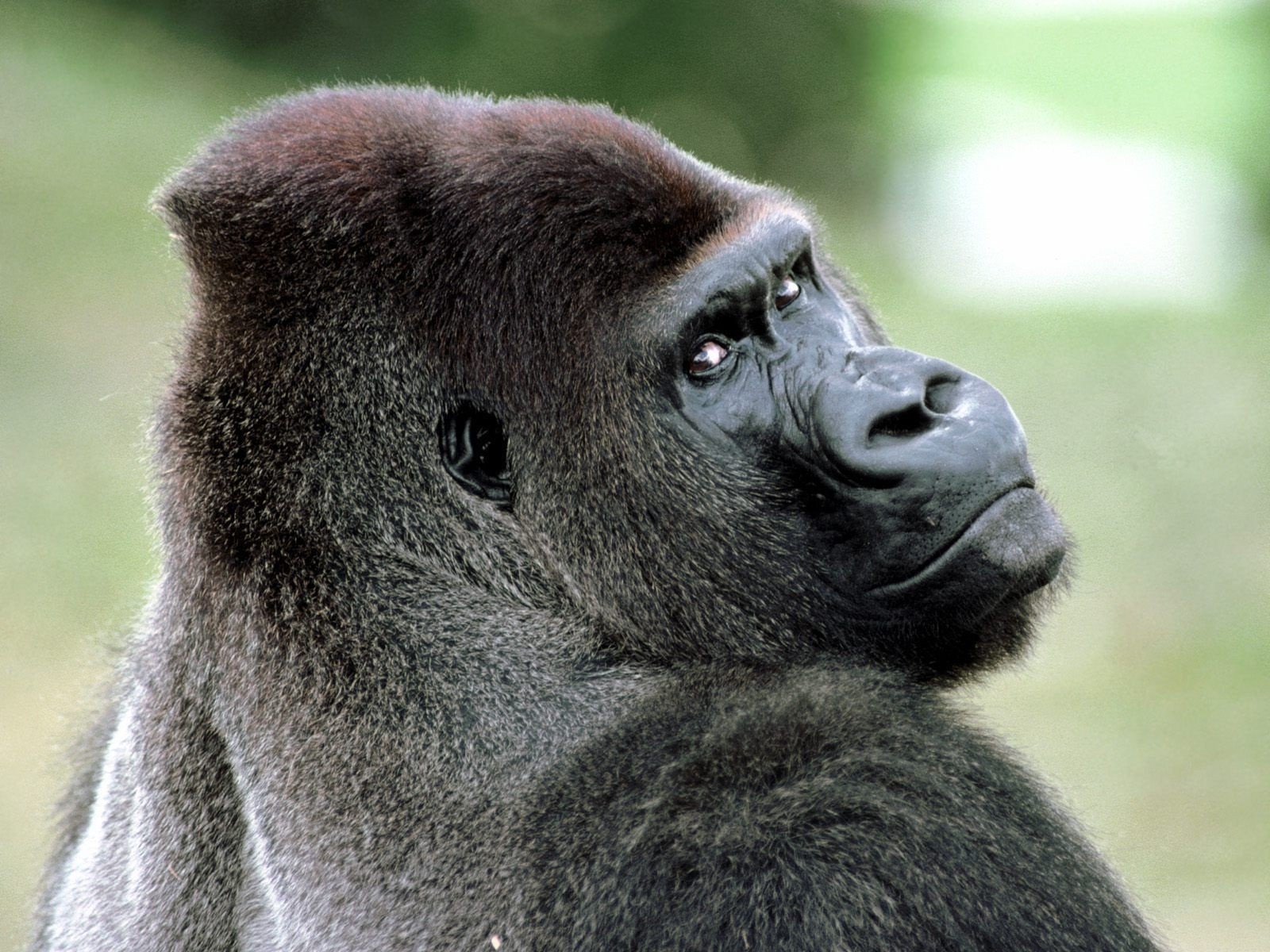 Detail Gorilla Wallpaper Hd Nomer 43