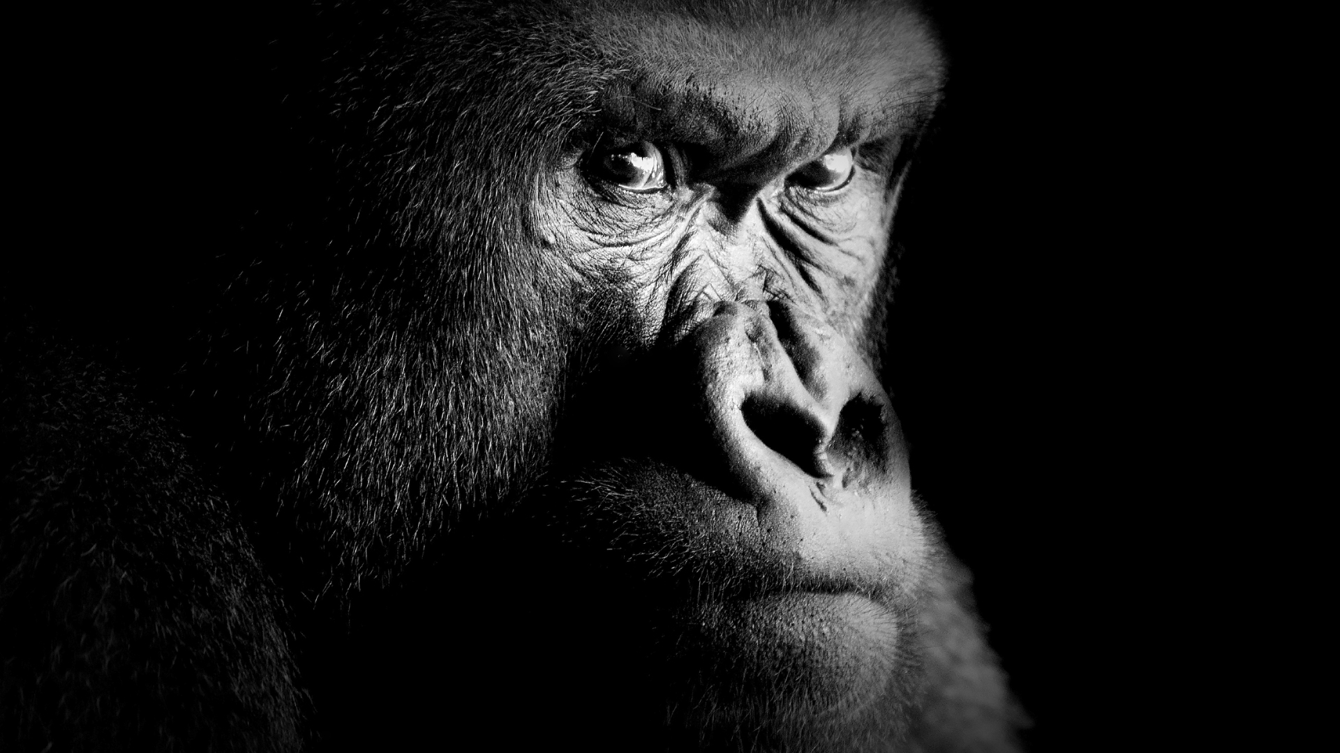 Detail Gorilla Wallpaper Hd Nomer 46