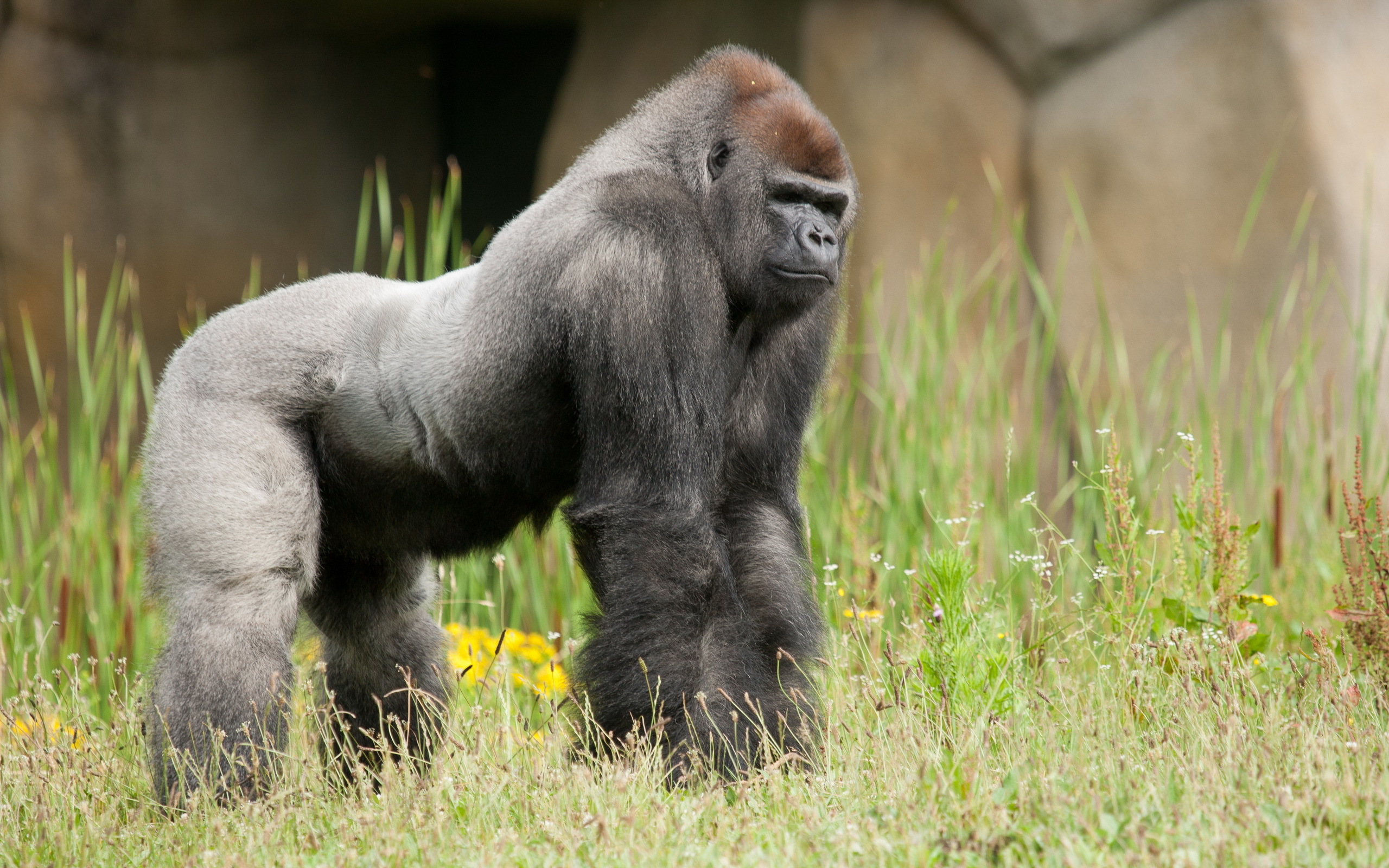 Detail Gorilla Wallpaper Hd Nomer 47