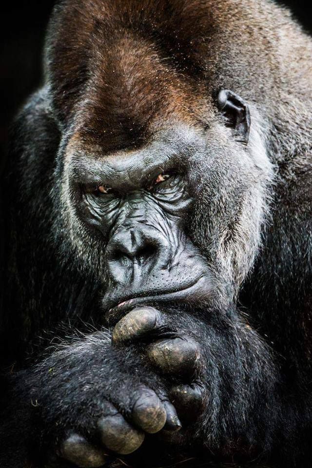 Detail Gorilla Wallpaper Hd Nomer 9