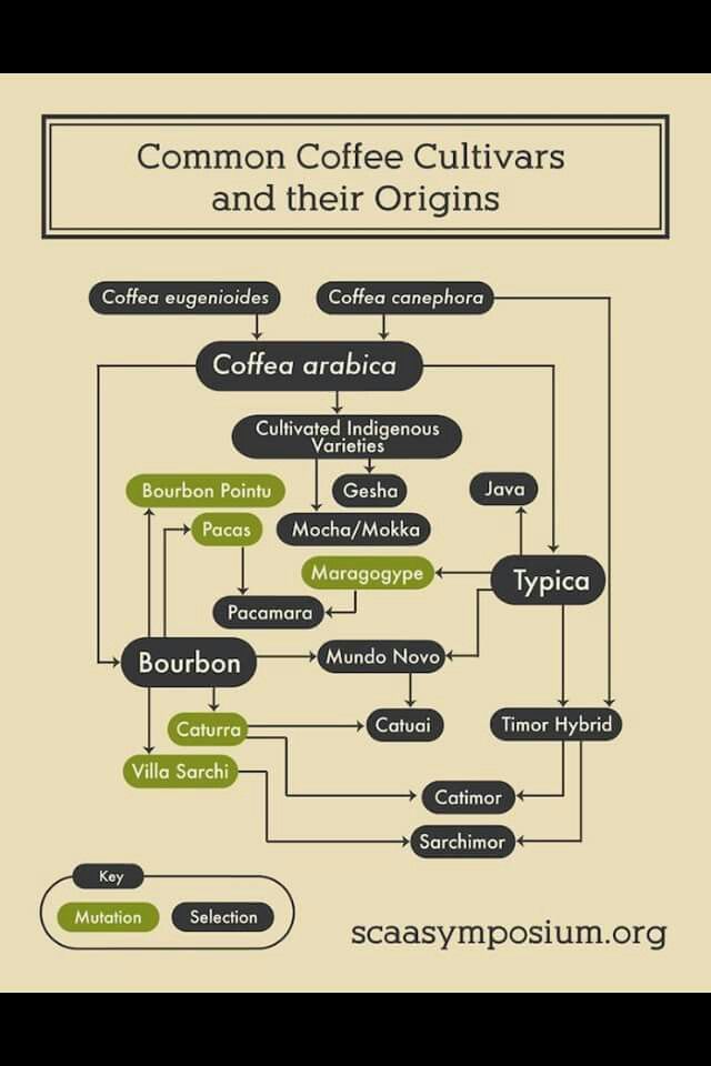 Detail Grafik Roasting Kopi Nomer 3