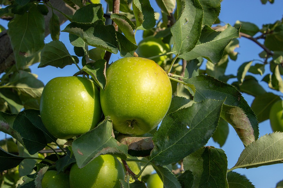 Detail Granny Smith Gratis Nomer 24