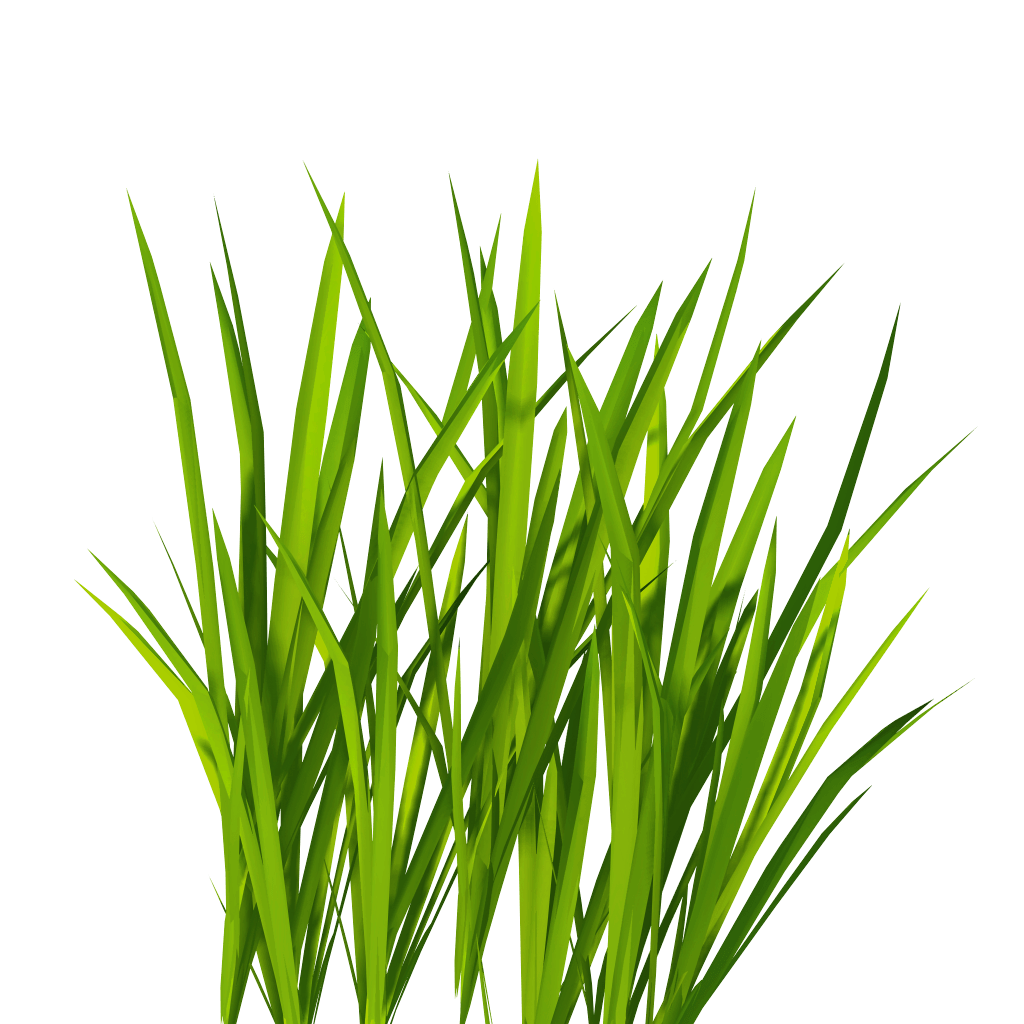 Detail Gras Png Nomer 2