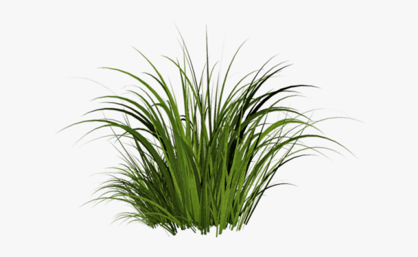 Detail Gras Png Nomer 22