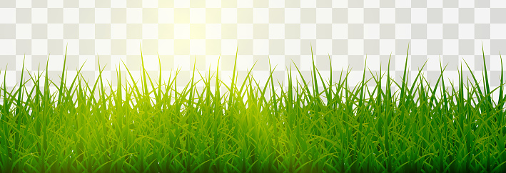 Detail Gras Png Nomer 4
