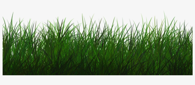 Detail Gras Png Nomer 45