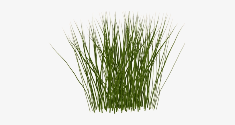 Detail Gras Png Nomer 53