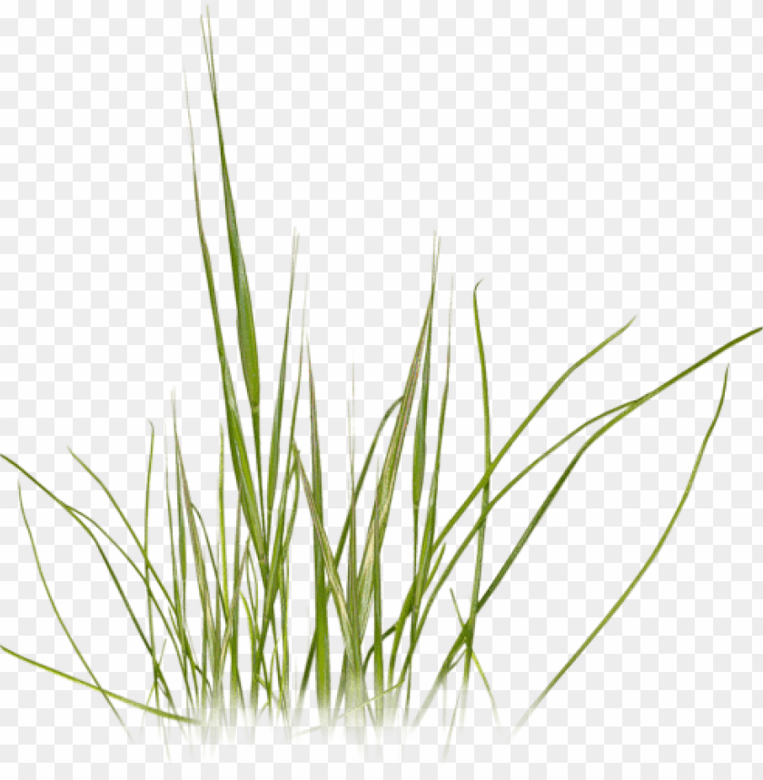 Detail Gras Png Nomer 56