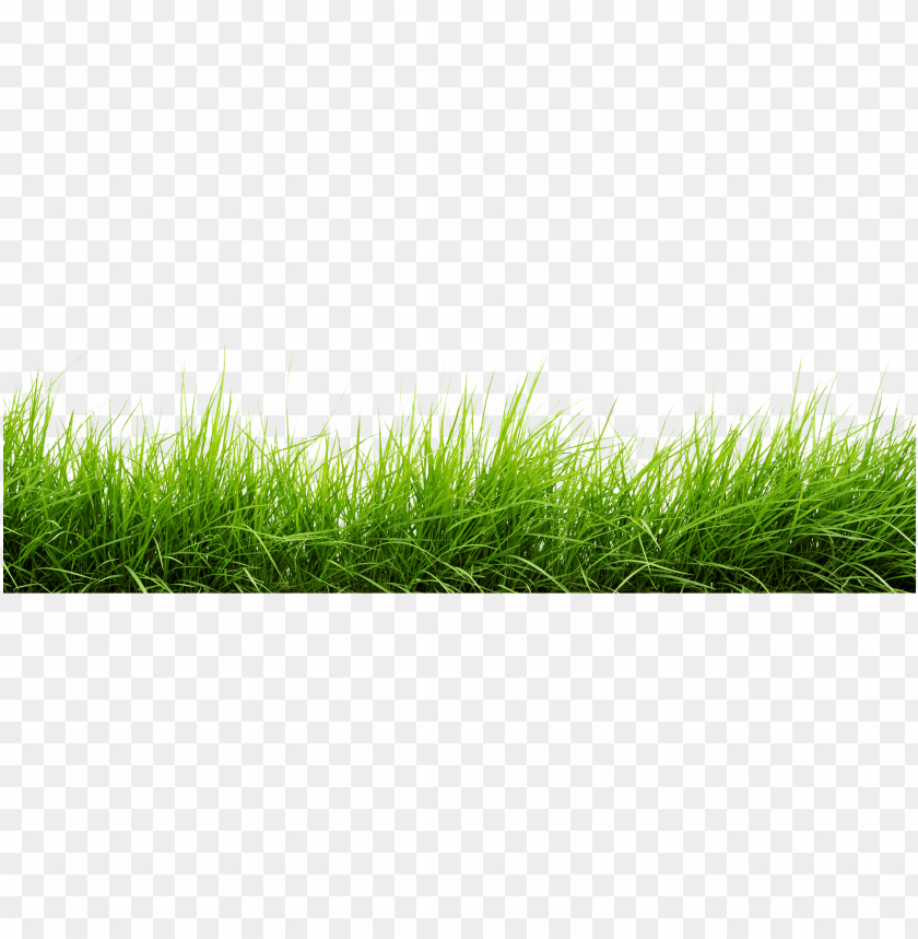 Detail Gras Png Nomer 6