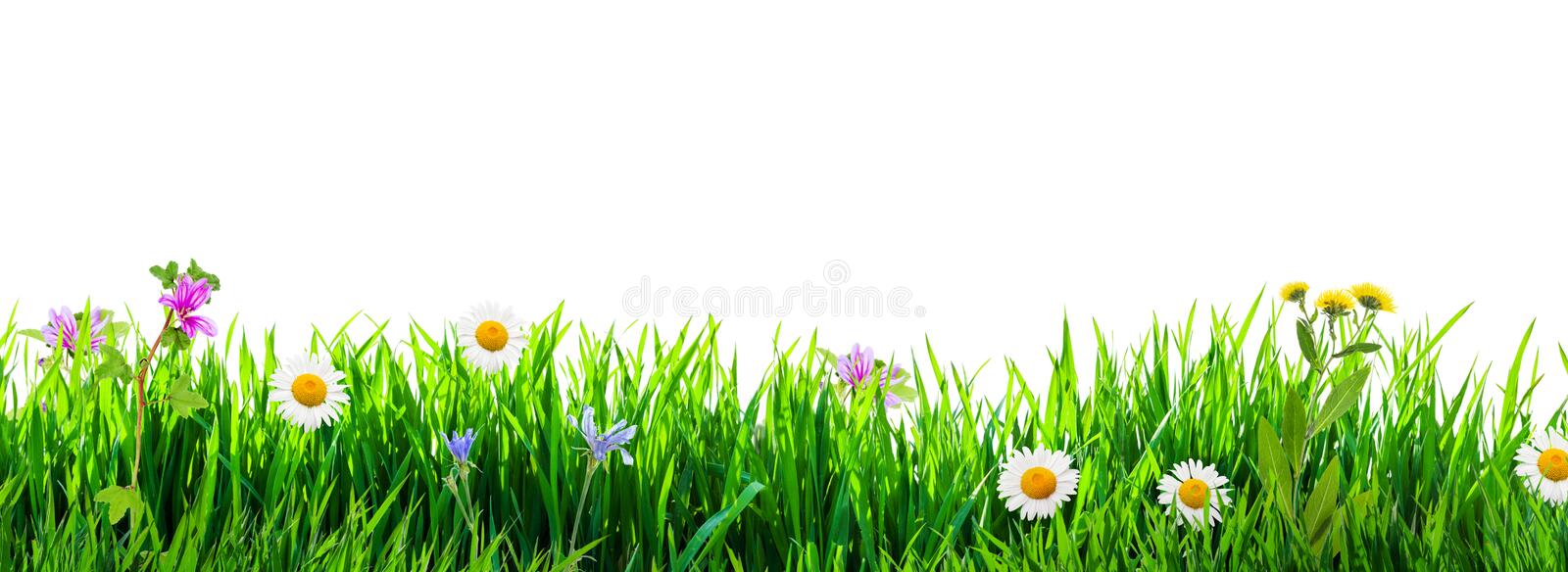 Detail Gras Png Nomer 9
