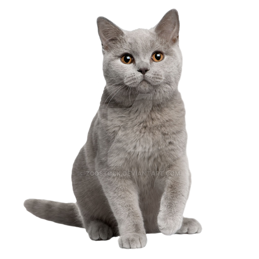 Detail Gray Cat Png Nomer 12