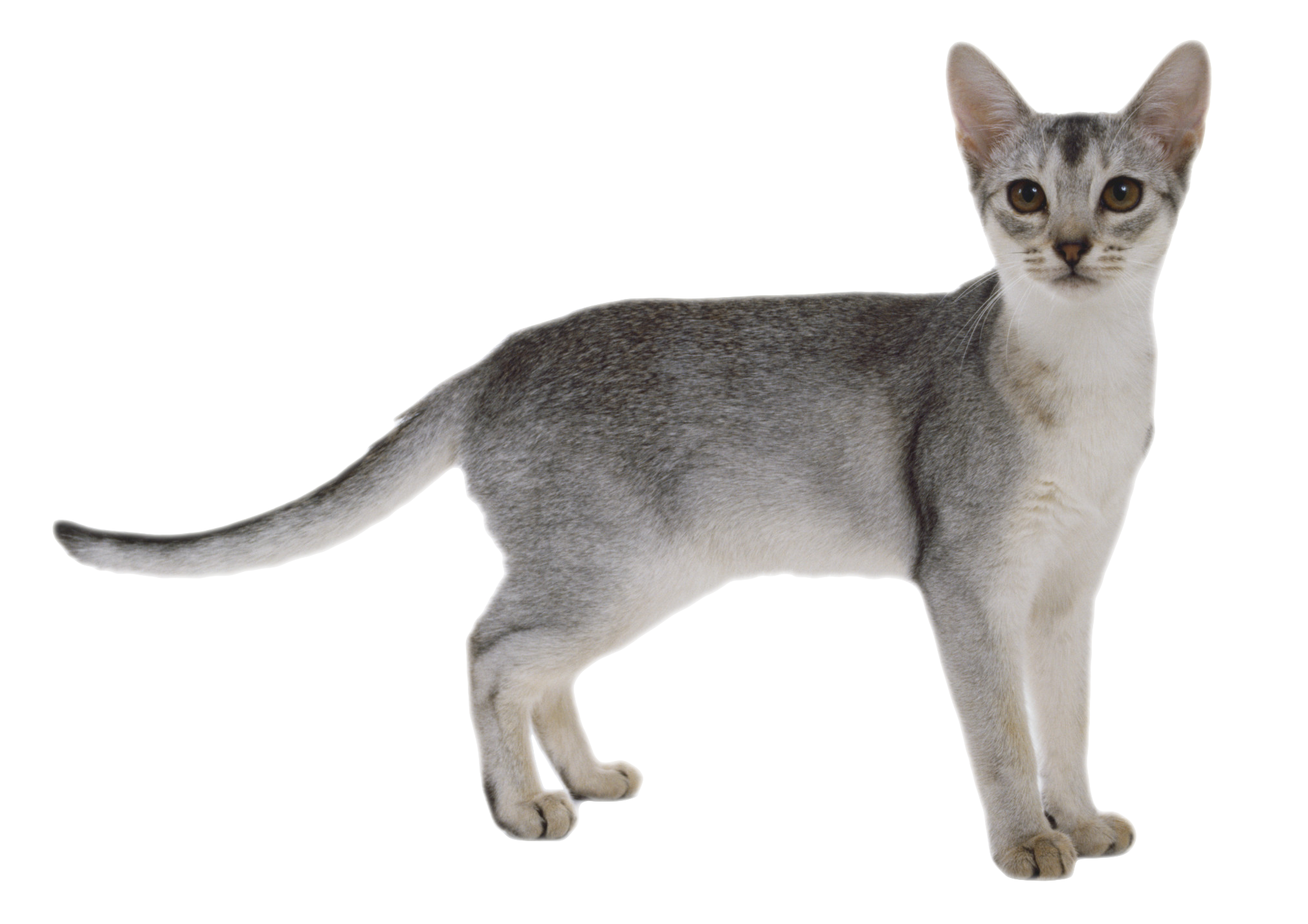 Detail Gray Cat Png Nomer 14
