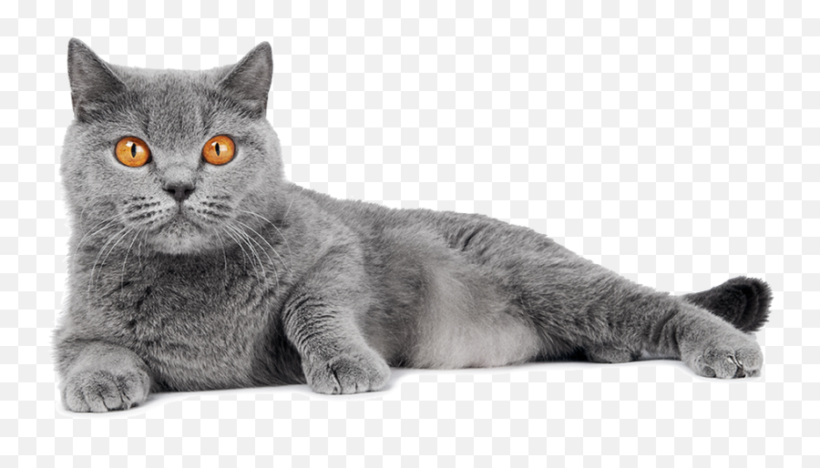 Detail Gray Cat Png Nomer 16