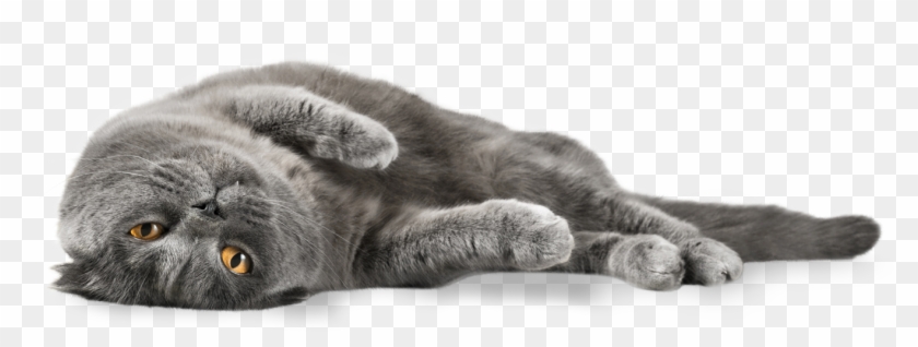 Detail Gray Cat Png Nomer 3