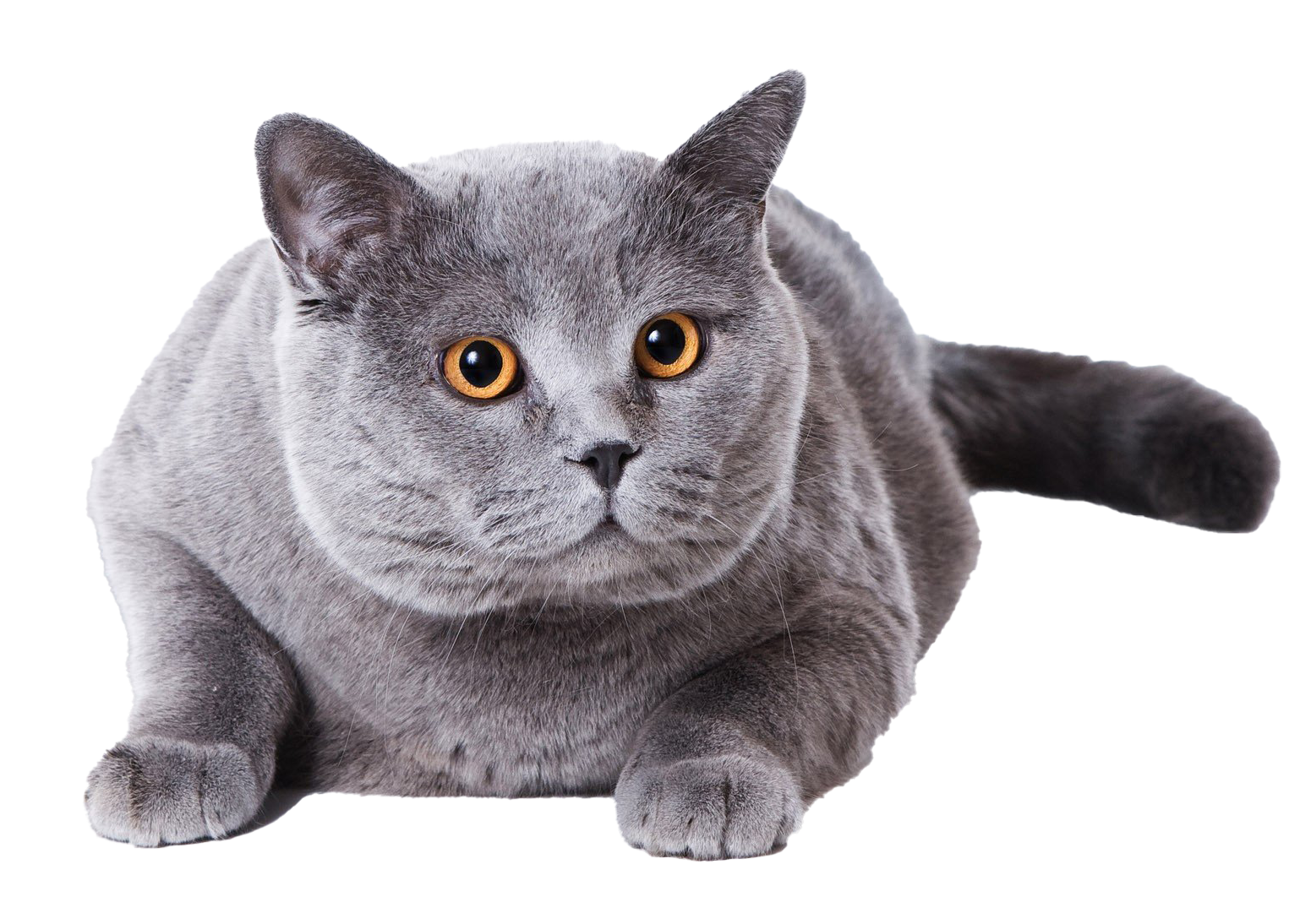 Detail Gray Cat Png Nomer 21