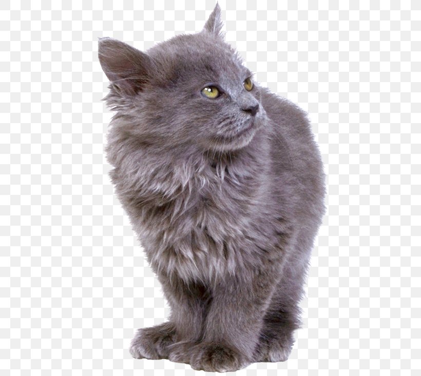Detail Gray Cat Png Nomer 23