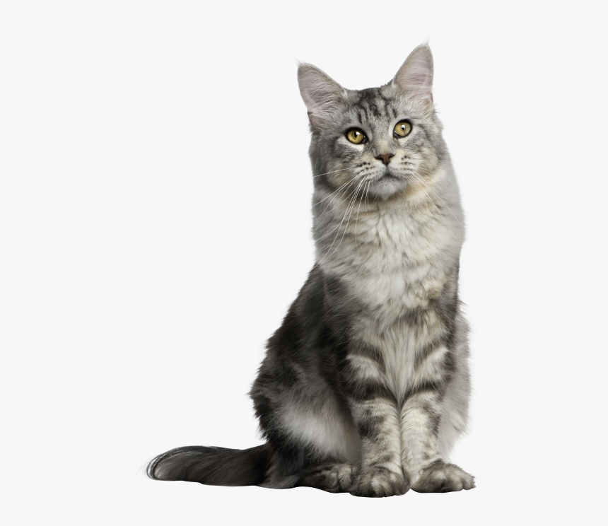 Detail Gray Cat Png Nomer 24