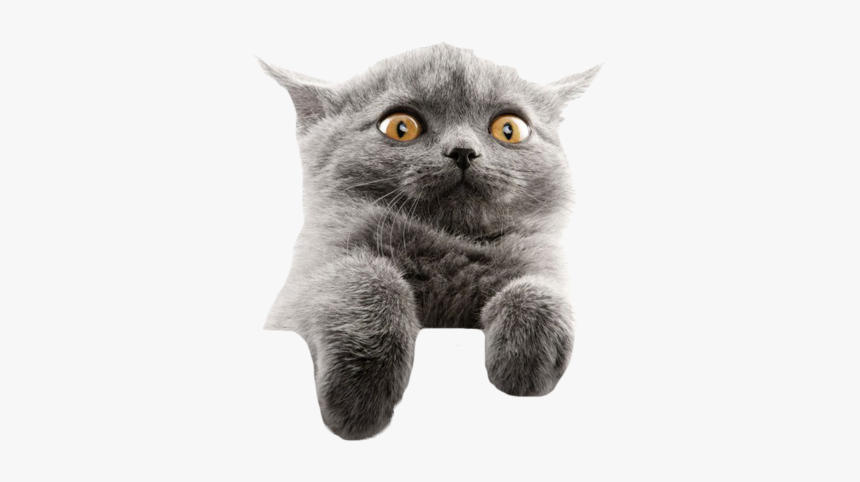Detail Gray Cat Png Nomer 25