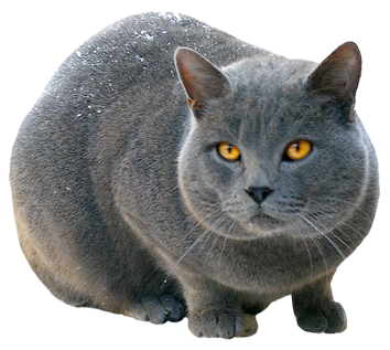 Detail Gray Cat Png Nomer 26