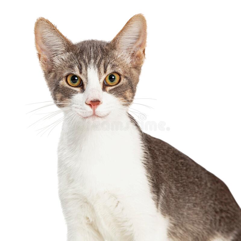 Detail Gray Cat Png Nomer 39