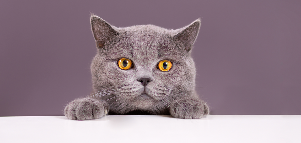 Detail Gray Cat Png Nomer 41