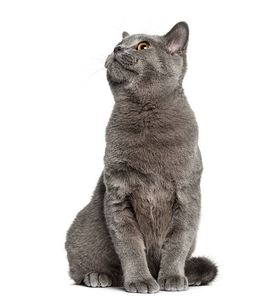 Detail Gray Cat Png Nomer 45