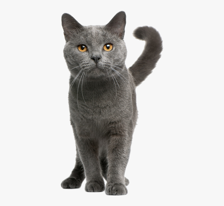 Detail Gray Cat Png Nomer 6